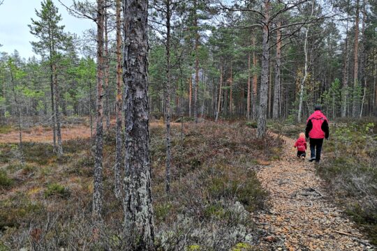 Hartola Kuninkaanpolku lapsi polulla suon reuna nature trail