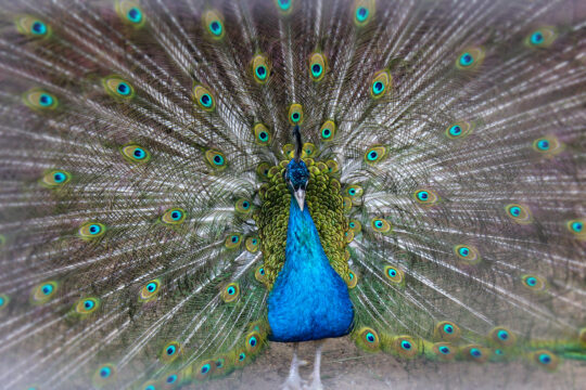 Heinolan lintutarha riikinkukko Heinola bird sanctuary peacock