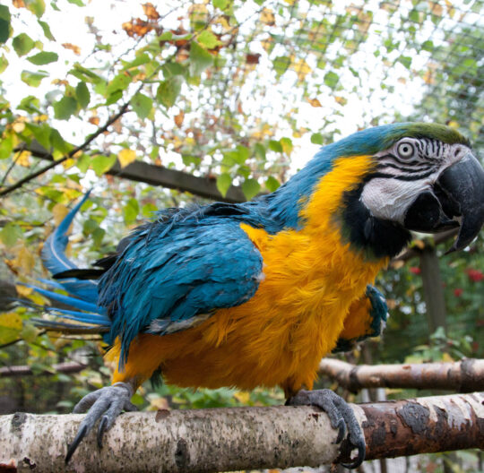 Heinolan lintutarha birdsanctuary papukaija parrot
