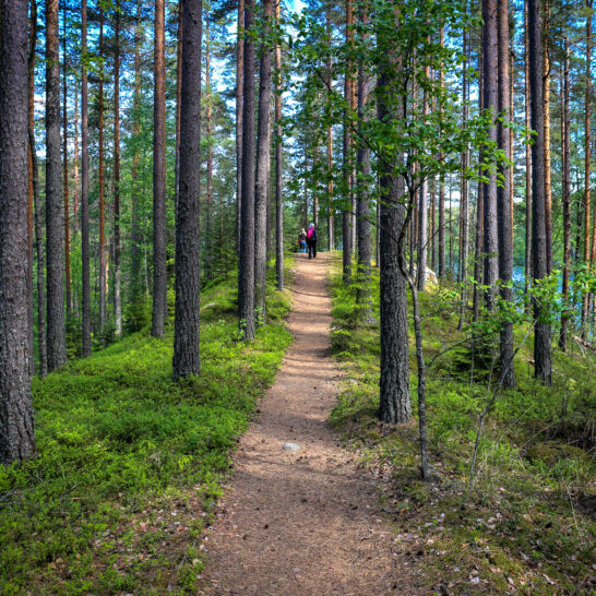 Polku kapealla harjulla, mäntymetsää Path running along a narrow esker with a pine forest