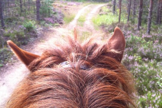 Vaellustalli Toreson Vierumäki Heinola islanninhevonen issikkavaellus islandic horse