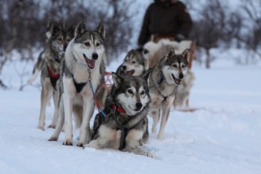 Koira Kikka huskyt