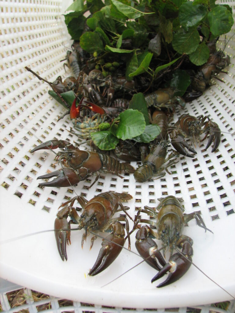 Rapu Crab