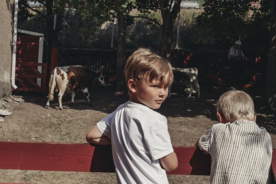 Yli-Marolan kotieläinpiha lehmät cows