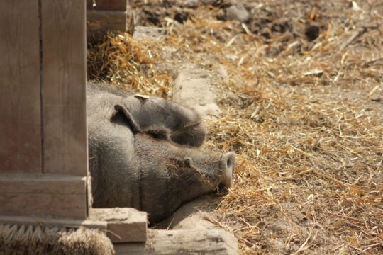 Yli-Marola Linderön siat pigs