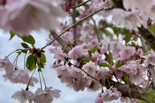 Kirsikankukkia Lahden Kirsikkapuistossa