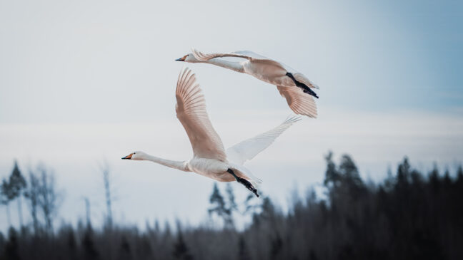 Kaksi laulujoutsenta lentämässä