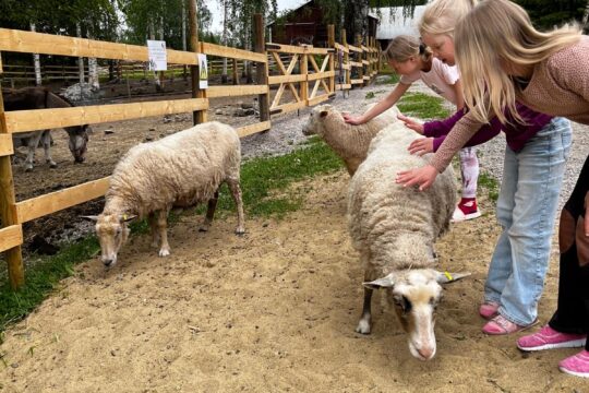 Lapset silittävät lampaita Vidnäsin kartanolla